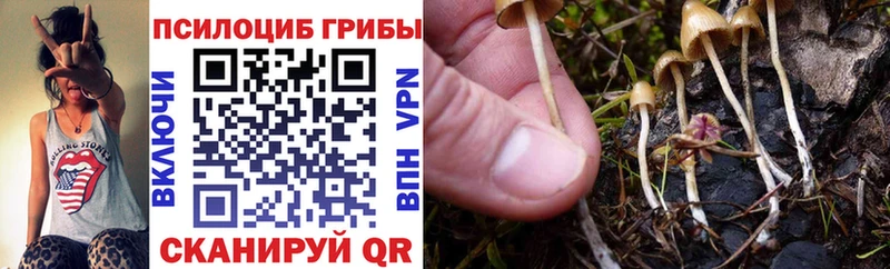 как найти закладки Нолинск mega Галлюциногенные грибы Cubensis